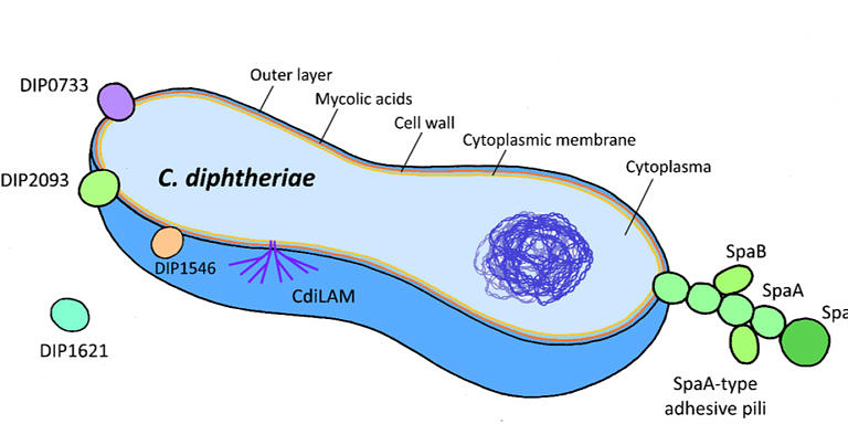 Featured image for – Independent Junior Group – Receptors of pathogens and hosts Lisa Bäumer (Lisa Ott)