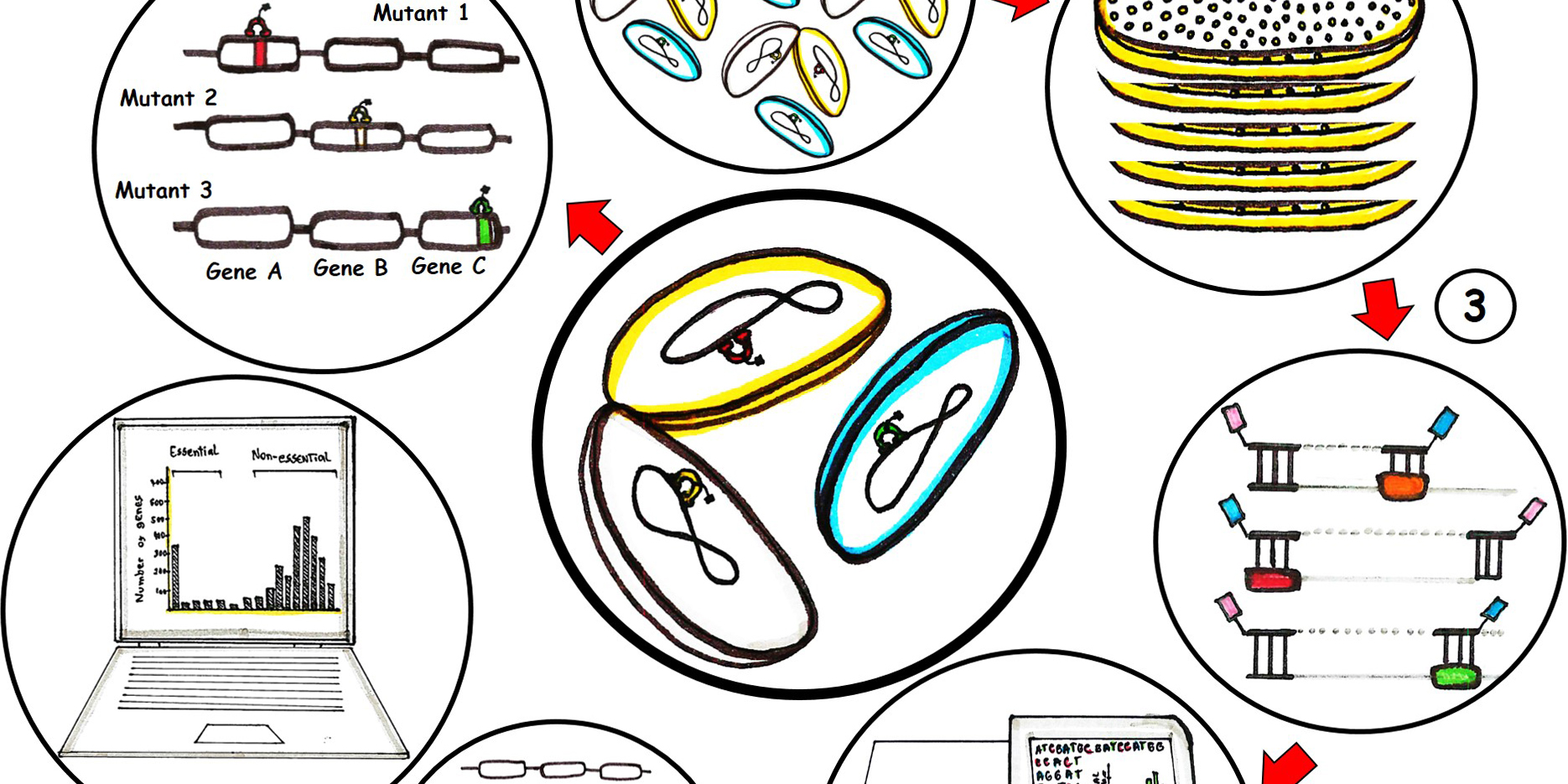 To the page:High-throughput transposon mutagenesis and next generation sequencing