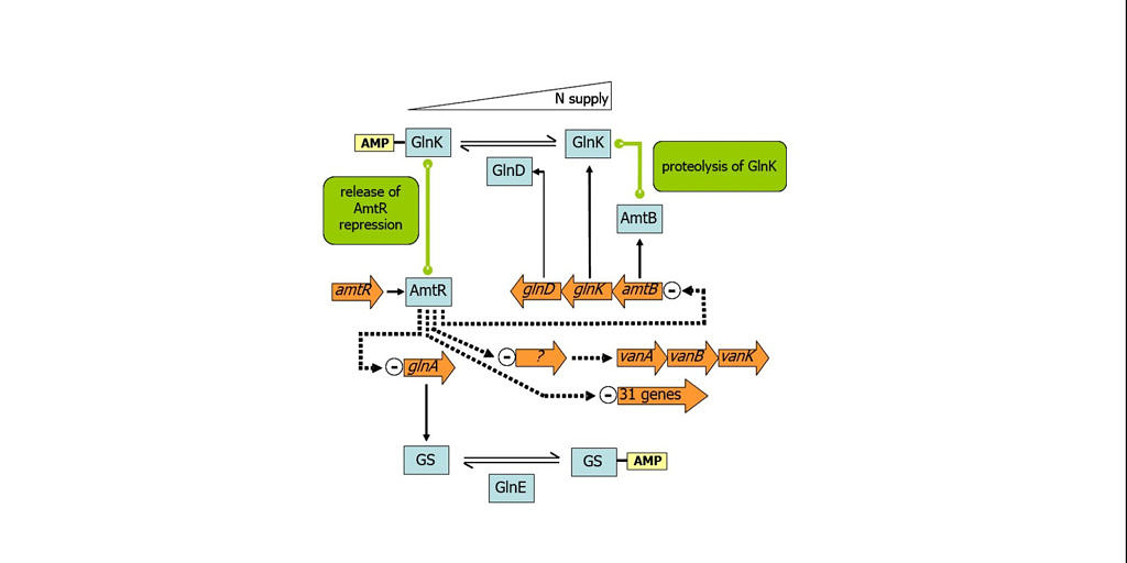Regulatory and metabolic networks