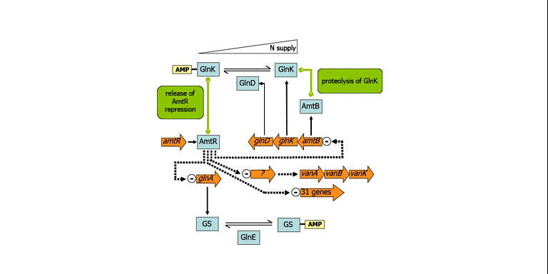 Featured image for Regulatory and metabolic networks