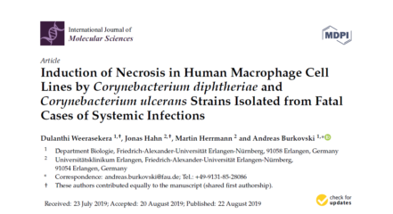 Towards page "Induction of Necrosis in Human Magrophage Cell Lines by Corynebacterium diphtheriae and Corynebacterium ulcerans Strains Isolated from Fatal Cases of Systemic Infections