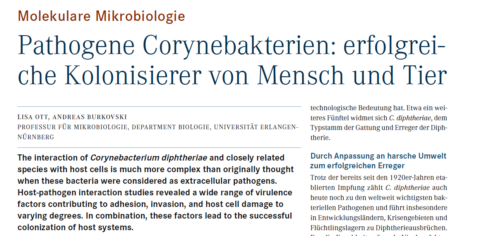 Zur Seite: Pathogene Corynebakterien: erfolgreiche Kolonisierer von Mensch und Tier